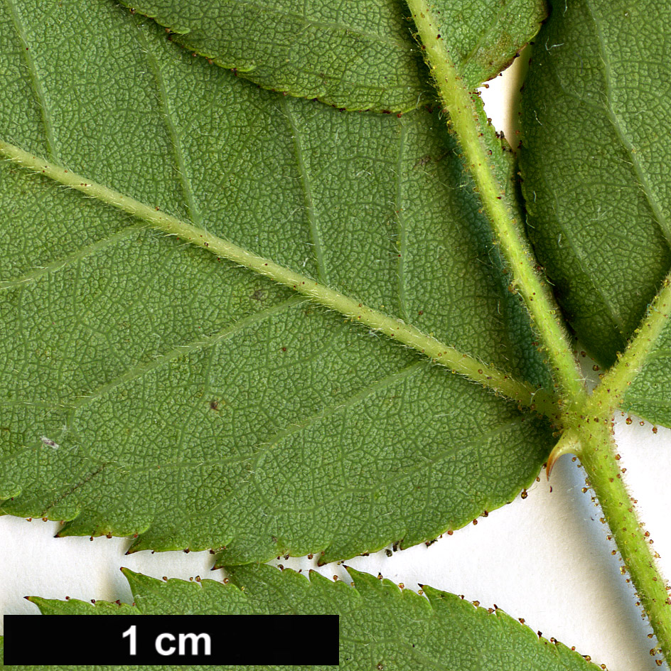 High resolution image: Family: Rosaceae - Genus: Rosa - Taxon: abietina High resolution image: Family: Rosaceae - Genus: Rosa - Taxon: abietina